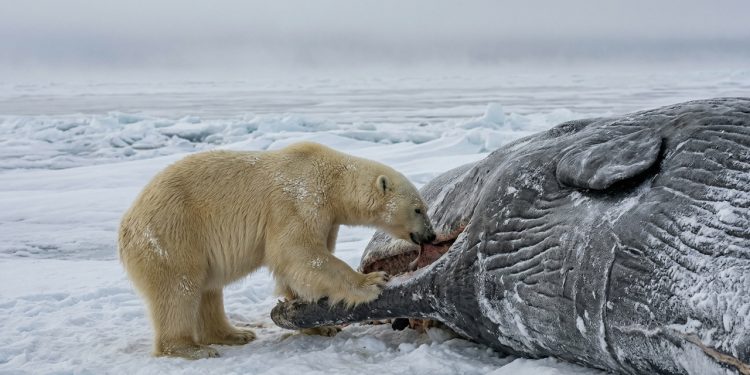 Em uma cena rara, uma ursa polar, pesando cerca de 300 kg, se alimenta de uma baleia cachalote macho com mais de 40 toneladas