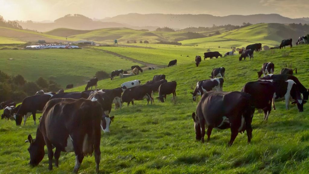 vacas da Ilha Amsterdam