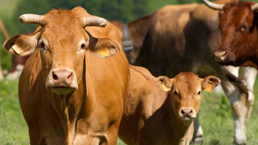 vacas da Ilha Amsterdam