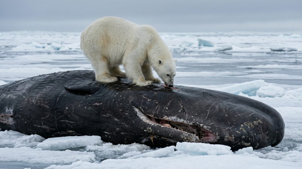 Em uma cena rara, uma ursa polar, pesando cerca de 300 kg, se alimenta de uma baleia cachalote macho com mais de 40 toneladas