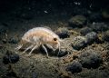 Dezenas de espécies desconhecidas foram descobertas em uma grande expedição de pesquisa no Oceano Pacífico