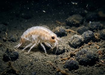 Dezenas de espécies desconhecidas foram descobertas em uma grande expedição de pesquisa no Oceano Pacífico