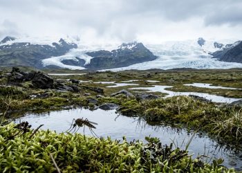 Dezenas de milhares de anos depois, os mosquitos conquistaram uma de suas últimas fronteiras na Terra
