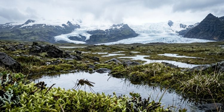 Dezenas de milhares de anos depois, os mosquitos conquistaram uma de suas últimas fronteiras na Terra