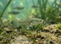 Uma espécie de peixe que se reproduz sozinha há 100.000 anos, sendo composta inteiramente por fêmeas