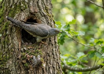 Os cucos não trazem ovos para os ninhos de outras aves? Ornitólogos estão desmentindo um mito antigo