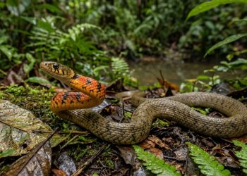 Essa pequena cobra obtém seu veneno dos sapos