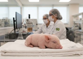 Pesquisadores brasileiros anunciam o nascimento do primeiro porco clonado do país