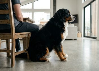 Se o seu cachorro se senta de costas para você no tapete da sala, ele está te tratando como o verdadeiro líder da matilha