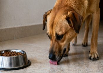 O que significa quando seu cachorro lambe o chão e as paredes e por que isso pode ser um mau sinal