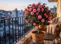 A árvore de flores rosadas que floresce no inverno, cresce em vasos pequenos e cabe em qualquer varanda