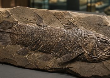 Fóssil de celacanto preservado em rocha antiga sobre uma mesa de museu.