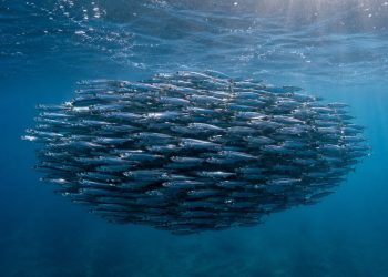 Cardume de anchovas nada em água costeira fria, mostrando um refúgio durante o aquecimento do oceano.