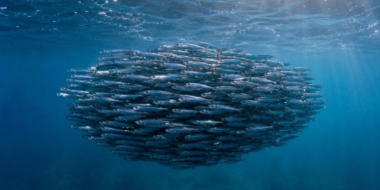 Cardume de anchovas nada em água costeira fria, mostrando um refúgio durante o aquecimento do oceano.