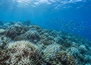 Recife sob água aquecida mostra corais esbranquiçados e peixes se deslocando.
