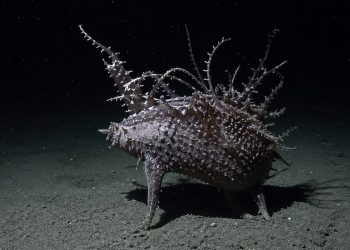A luz da pesquisa revela formas de vida ainda pouco conhecidas no fundo do oceano.