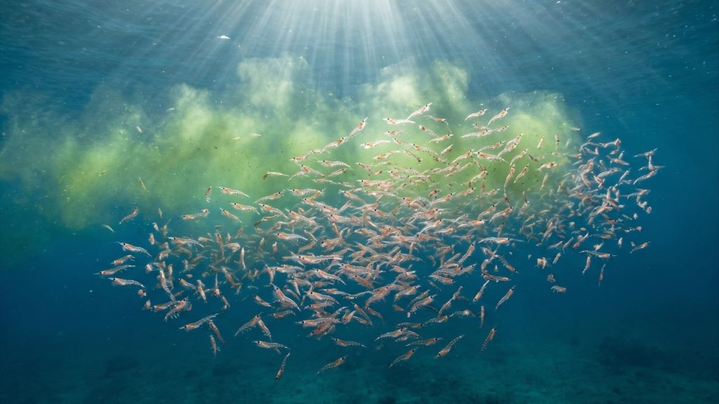 Pesquisas da universidade do Arizona indicam que cinzas vulcânicas liberam dióxido de carbono que contribuem para a fertilização dos oceanos