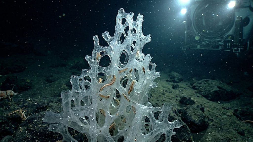 Cientistas descobrem "vida em um castelo de vidro" e dezenas de novas espécies durante uma expedição em águas profundas na costa do Japão