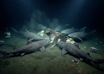 Terror nas profundezas... Cientistas lançam uma vaca a uma profundidade de 1629 metros e o resultado é chocante