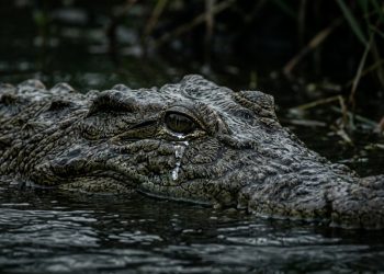 A origem das "lágrimas de crocodilo" mistura biologia e crenças antigas