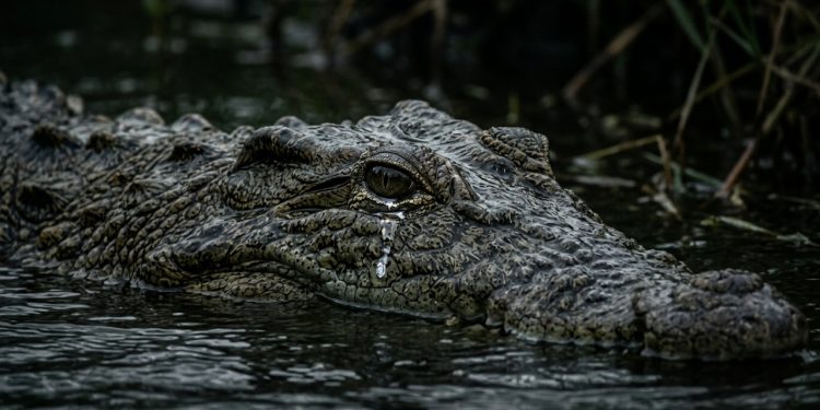 A origem das "lágrimas de crocodilo" mistura biologia e crenças antigas