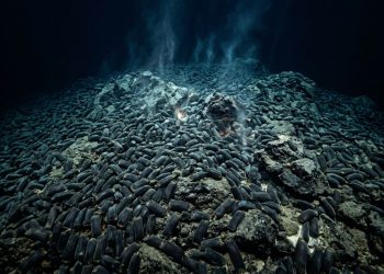 O vulcão submarino considerado extinto que esconde 2,6 milhões de ovos gigantes de raia no fundo do Pacífico canadense