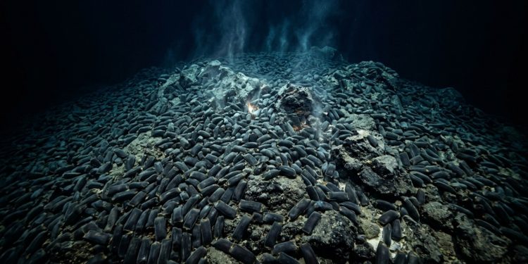 Você já imaginou que um vulcão no fundo do mar, dado como morto há décadas, pudesse estar aquecendo em segredo o maior berçário de raias já descoberto no planeta?