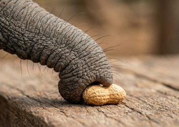 Cientistas descobrem que a tromba do elefante abriga um sistema sensorial único: 1.000 vibrissas com "inteligência material" que funcionam como um mapa tátil integrado