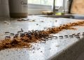 Você pode se livrar facilmente das formigas em casa com um truque simples