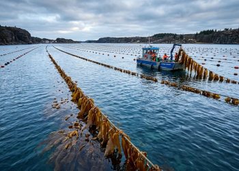 De resíduos marinhos a matéria-prima industrial: macroalgas estão sendo cultivadas em larga escala no oceano