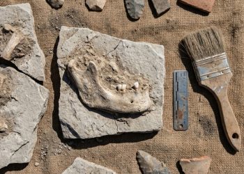 O fóssil de 51.000 anos que revelou que nossos antepassados cresciam o dobro mais rápido que nós nos primeiros meses de vida