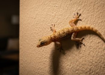 Segundo especialistas, encontrar lagartixas com frequência em casa revela algo sobre o ambiente em que você vive