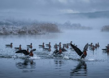Ave rara some por cinco anos da Bulgária e reaparece com um rebanho de 230 exemplares no Lago Durankulak