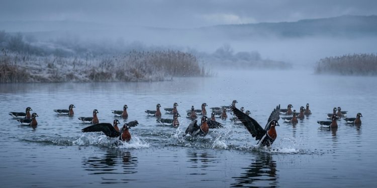 Ave rara some por cinco anos da Bulgária e reaparece com um rebanho de 230 exemplares no Lago Durankulak