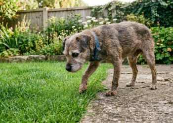 Cão idoso resgatado após anos de negligência descobre a grama pela primeira vez e emociona. Entenda os impactos do resgate animal.