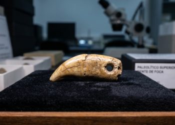 Pingente de dente de foca reidentificado revela um mistério arqueológico de mais de 15 mil anos.