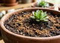 O que acontece com as suas plantas de interior se você colocar borra de café misturada com canela na terra
