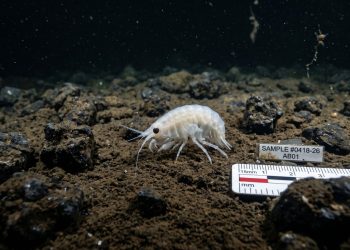 Anfípode recém-descrito revela a biodiversidade quase invisível do fundo do mar.
