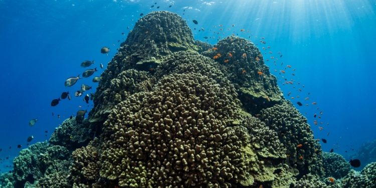 Você já se perguntou o que pode estar crescendo silenciosamente no fundo do oceano há mais de dois milênios?
