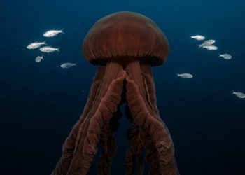 A água-viva fantasma gigante com braços de 10 metros que foi vista menos de 130 vezes em mais de um século