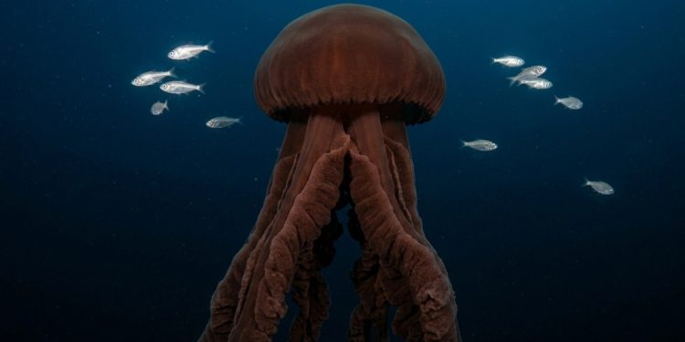 Desde que foi descrita pela primeira vez em 1910, a Stygiomedusa gigantea foi registrada oficialmente menos de 130 vezes em todo o mundo