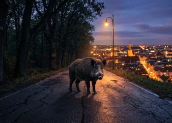Pesquisadores analisaram 400 javalis e descobriram que os que vivem na cidade têm DNA diferente dos que habitam as florestas