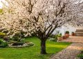 A árvore japonesa que não levanta calçadas, resiste à seca e enche o jardim de frutas doces no verão
