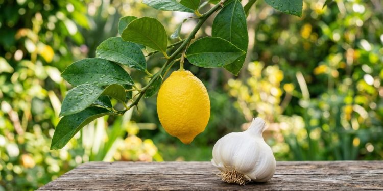 Se você tem um limoeiro em casa, provavelmente já se deparou com aquela cena preocupante: as folhas enrugadas, enroladas e sem brilho nas brotações novas, como se a planta estivesse murcha sem motivo aparente