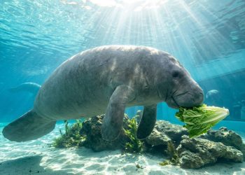 Encontrado perto de Miami em 1957, Romeo acaba de ser reconhecido como o peixe-boi mais velho já registrado
