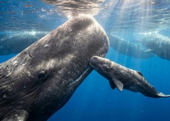 O processo de nascimento em pleno mar... Foi assim que os cientistas observaram uma baleia emergindo do útero de sua mãe