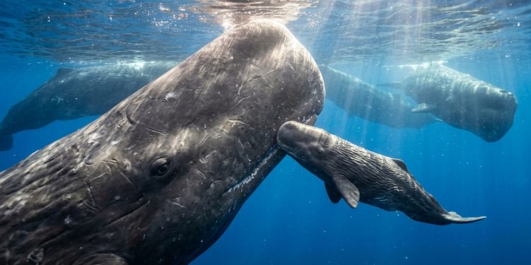 O processo de nascimento em pleno mar... Foi assim que os cientistas observaram uma baleia emergindo do útero de sua mãe