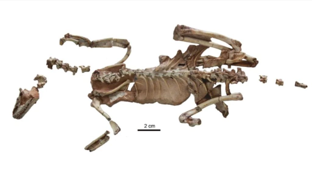 Um esqueleto de 90 milhões de anos de um “minúsculo” dinossauro com menos de um quilo derruba teorias sobre a evolução