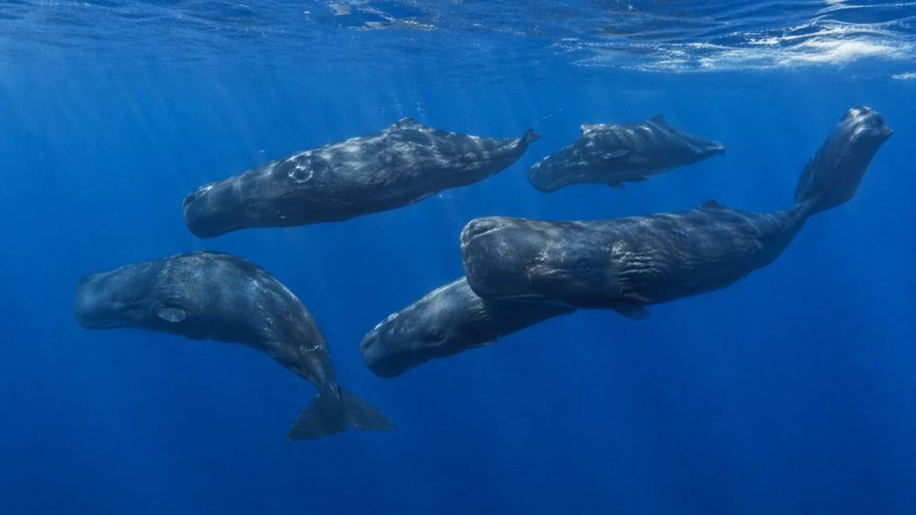 Cientistas espionaram 15 baleias durante quatro anos e as gravações revelaram uma característica humanas nesses mamíferos gigantes