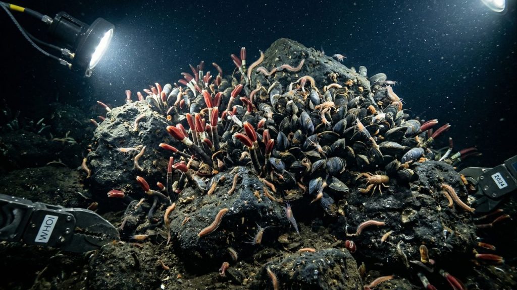 Cientistas descobrem "vida em um castelo de vidro" e dezenas de novas espécies durante uma expedição em águas profundas na costa do Japão
